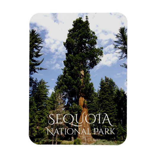 Sequoia Tree against Blue Sky, Sequoia NP マグネット (縦)