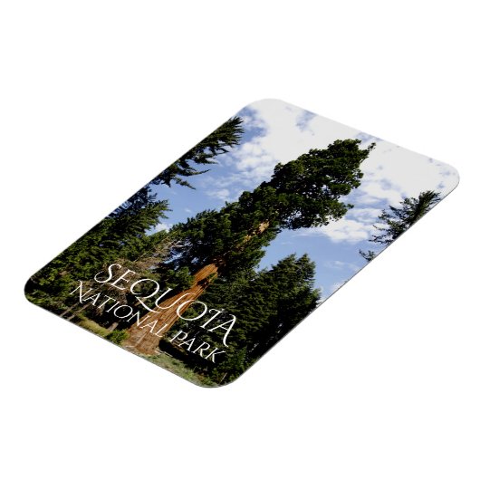 Sequoia Tree against Blue Sky, Sequoia NP マグネット (左側)
