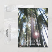 Sequoia Trees Sequoia NP経由の太陽，カリフォルニア ポストカード (正面/裏面)