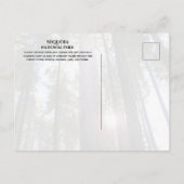 Sequoia Trees Sequoia NP経由の太陽，カリフォルニア ポストカード (裏面)