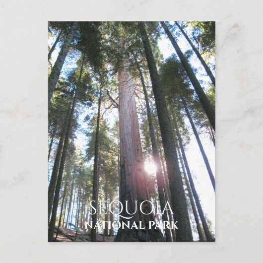 Sequoia Trees Sequoia NP経由の太陽，カリフォルニア ポストカード (正面)
