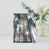 Sequoia Trees Sequoia NP経由の太陽，カリフォルニア ポストカード (スタンド正面)