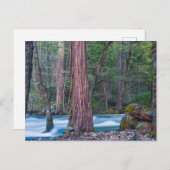 Sequoias & Merced River Yosemite National Park, CA ポストカード (正面/裏面)