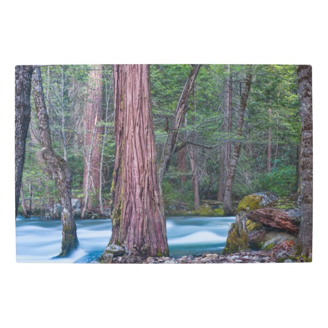 Sequoias & Merced River Yosemite National Park, CA メタルプリント (正面)