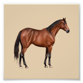 Serafina - braunes Pferd, stehend -  フォトプリント