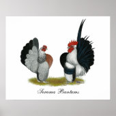 Serama Bantams ポスター (正面)
