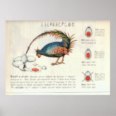 Seraphinianus codex ポスター (正面)
