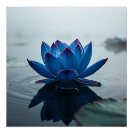 serene blue water lotus ポスター (正面)