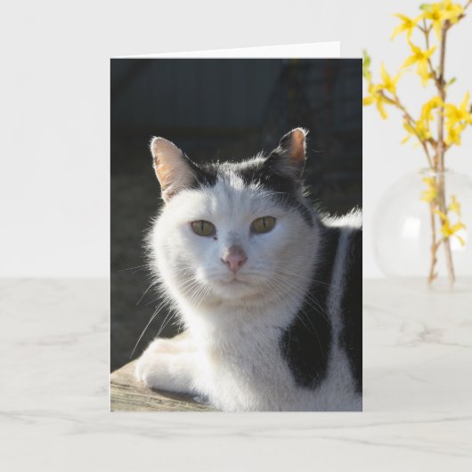 SereneCat カード (黄色い花)