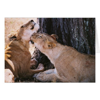 Serengetiのライオン