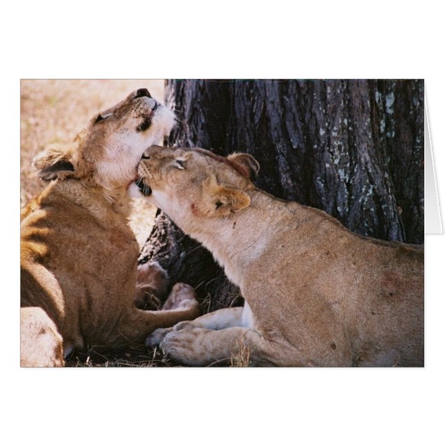 Serengetiのライオン (正面横)