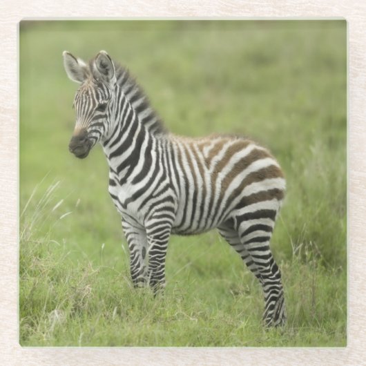 Serengetiの平野の若いシマウマ ガラスコースター (正面)