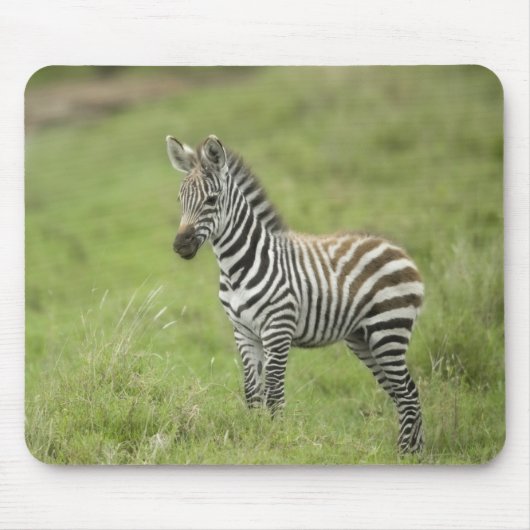 Serengetiの平野の若いシマウマ マウスパッド (正面)