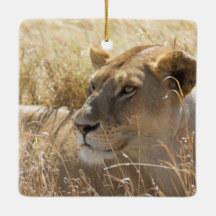 Serengetiの高い草で置くことのライオン