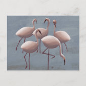 Serengeti Pink Flamingos | Safari Wildlife ポストカード (正面)