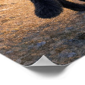 series_1_7｜Square Looking Black Cat Mt Fuji Art ポスター (角)