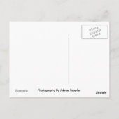 Servalはがき ポストカード (裏面)