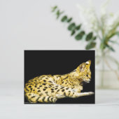 Servalはがき ポストカード (スタンド正面)