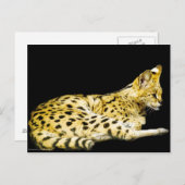 Servalはがき ポストカード (正面/裏面)