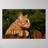 Serval Savannah Kitten USA Canvas Print ポスター (正面)
