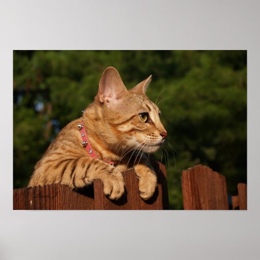 Serval Savannah Kitten USA Canvas Print ポスター (正面)