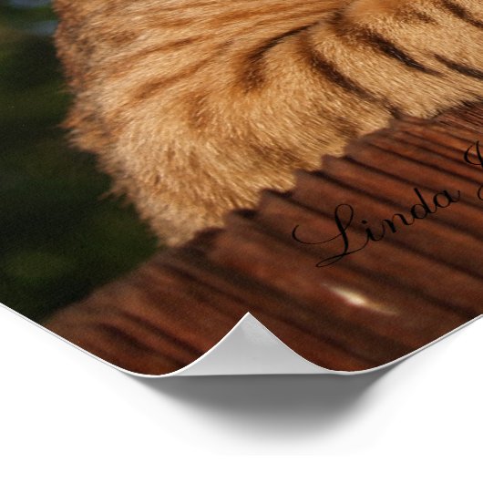 Serval Savannah Kitten USA Canvas Print ポスター (角)