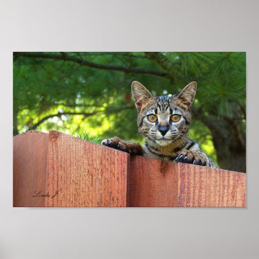 Serval Savannah Kitten USA Canvas Print ポスター (正面)