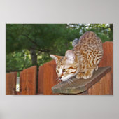 Serval Savannah Kitten USA Canvas Print ポスター (正面)