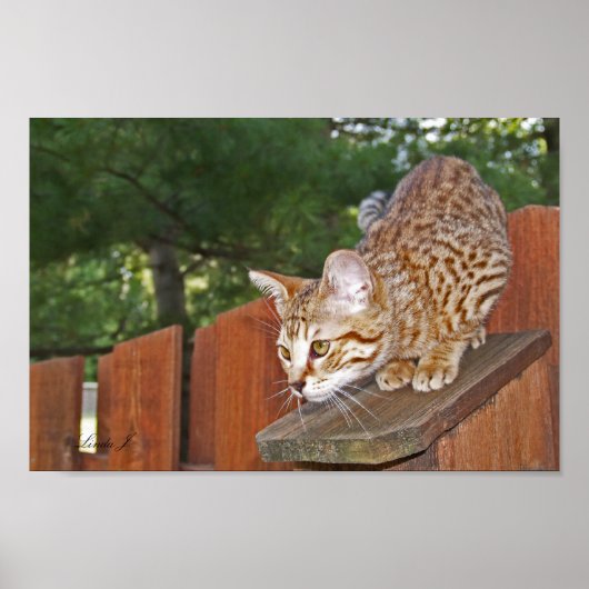 Serval Savannah Kitten USA Canvas Print ポスター (正面)