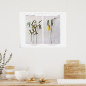 Sessile-Leaved Bellwort - Uvularia sessilifolia ポスター (キッチン)