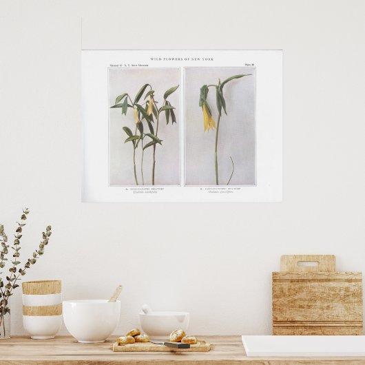 Sessile-Leaved Bellwort - Uvularia sessilifolia ポスター (キッチン)