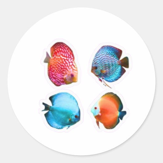 ​Set of 4 Vibrant Discus Fish Decals - Tropical Fr ラウンドシール (正面)