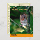 SFベイ「塩沼」のネズミは絶滅危惧種 –  シーズンポストカード (正面/裏面)