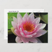 SGリンカーン、ネブラスカピンクウォーターリリー#1 01 ポストカード (正面/裏面)