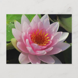 SGリンカーン、ネブラスカピンクウォーターリリー#1 01 ポストカード