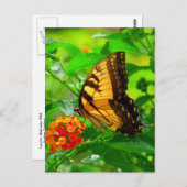 SG黄アゲハチョウはがき#81N 081 ポストカード (正面/裏面)