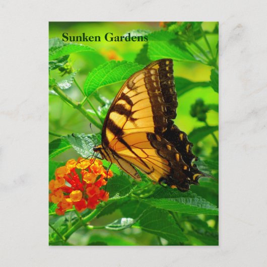 SG黄色アゲハチョウはがき#245N 0245 ポストカード (正面)