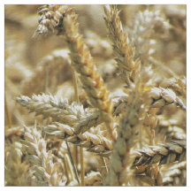 SHクローズアップのクローズアップのテーマの、乾いた草かムギ