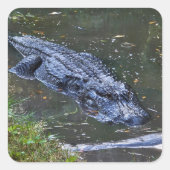 Shadow in the Shallows スクエアシール (正面)