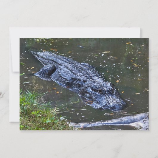 Shadow in the Shallows ノートカード (正面)