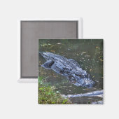 Shadow in the Shallows マグネット (正面/裏面)