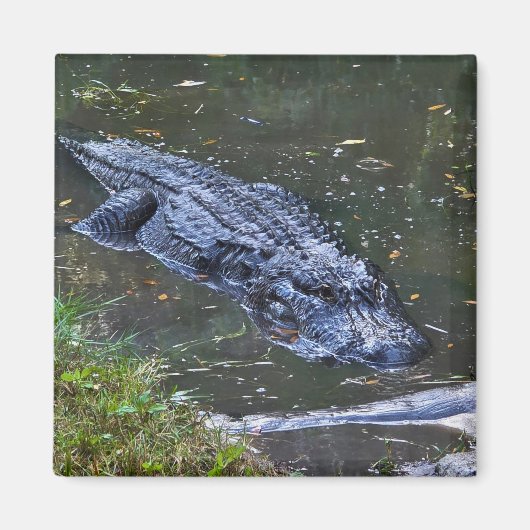 Shadow in the Shallows マグネット (正面)