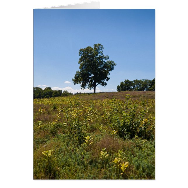 Shagbarkヒッコリーチャールズの川半島 (正面)