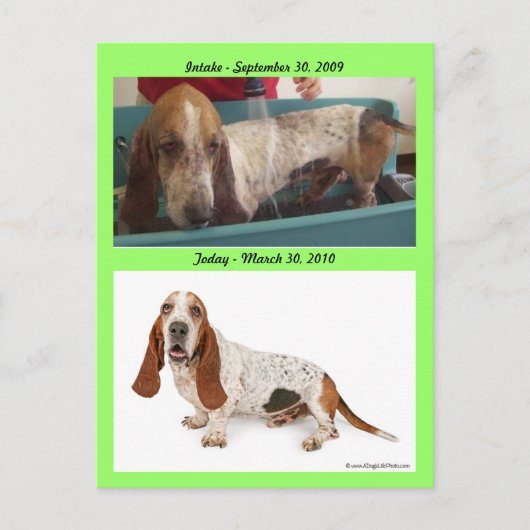 Shammy_Landscape, Shammy2, Intake - September 3... ポストカード (正面)