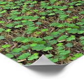 Shamrockに隠す – 3D隠しプリント ポスター (角)