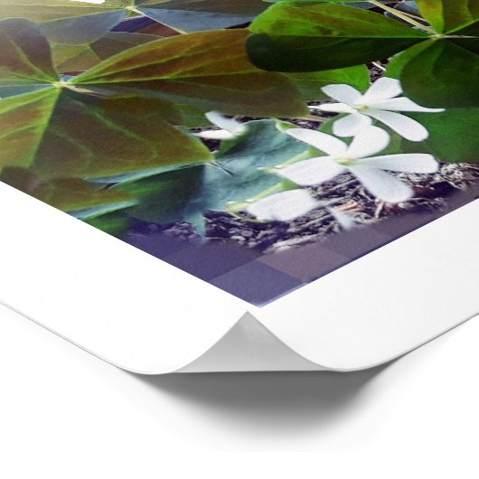 SHAMROCKポスター ポスター (角)