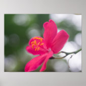 Shanghai Beauty ポスター (正面)