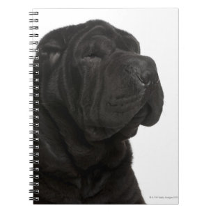 Shar Pei (1歳)のクローズアップ ノートブック
