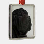 Shar Pei (1歳)のクローズアップ メタルオーナメント (右)