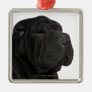 Shar Pei (1歳)のクローズアップ メタルオーナメント